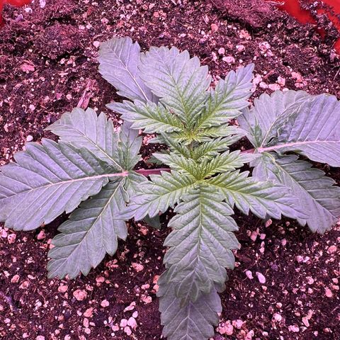 Watermelon RQS growlog timeline photo