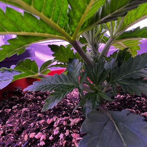 Watermelon RQS growlog timeline photo