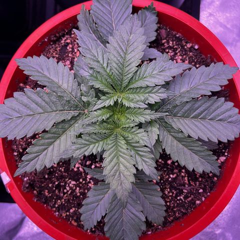 Watermelon RQS growlog timeline photo