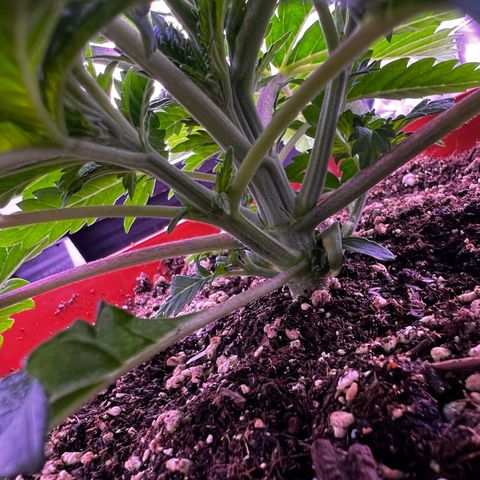 Watermelon RQS growlog timeline photo