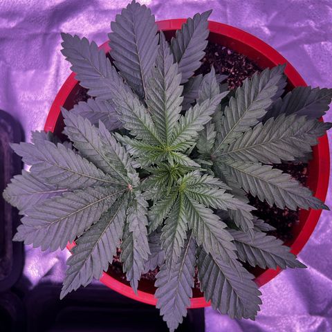 Watermelon RQS growlog timeline photo