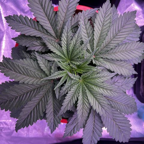 Watermelon RQS growlog photo: Papa gießt uns Heute wieder nicht, er ist der Meinung wir hätten genug. Find ich nicht in Ordnung, aber na gut weiter geht’s auf meine weite Reise. 