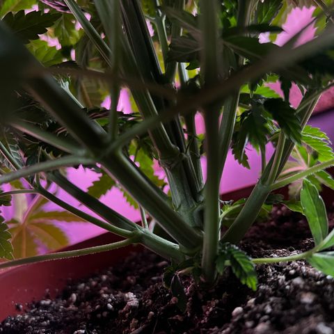Watermelon RQS growlog timeline photo