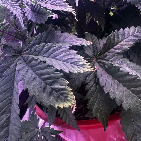 Watermelon RQS growlog photo: Beobachten!! 