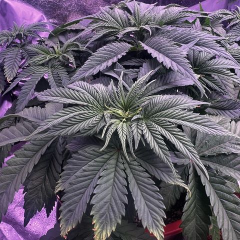 Watermelon RQS growlog photo: Beobachten!! 