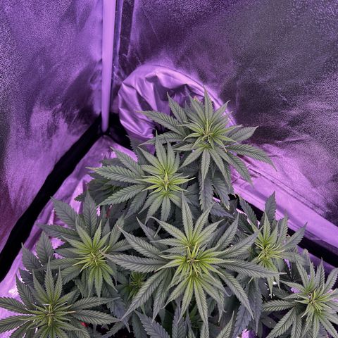Watermelon RQS growlog timeline photo