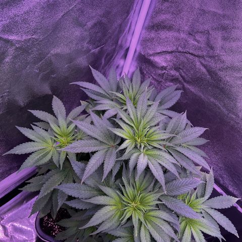 Watermelon RQS growlog timeline photo
