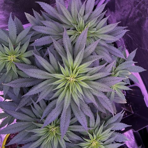 Watermelon RQS growlog timeline photo