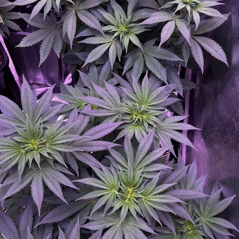 Watermelon RQS growlog timeline photo