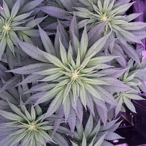Watermelon RQS growlog timeline photo