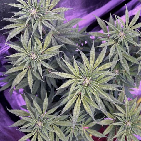 Watermelon RQS growlog timeline photo