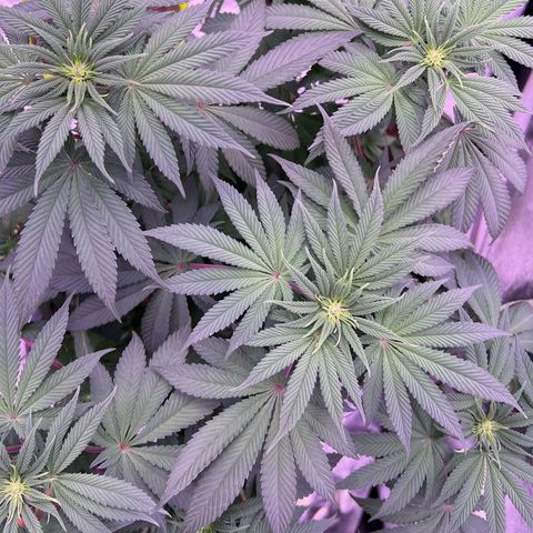 Watermelon RQS growlog timeline photo