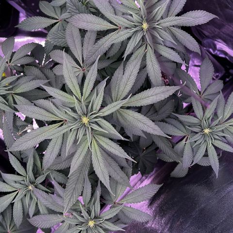 Watermelon RQS growlog timeline photo