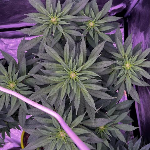 Watermelon RQS growlog photo: 3/4 gesund. 
Fehlversuche bei 1/4 