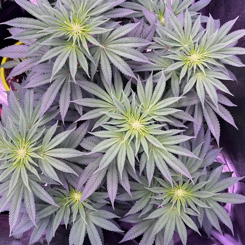 Watermelon RQS growlog photo: 3/4 gesund. 
Fehlversuche bei 1/4 