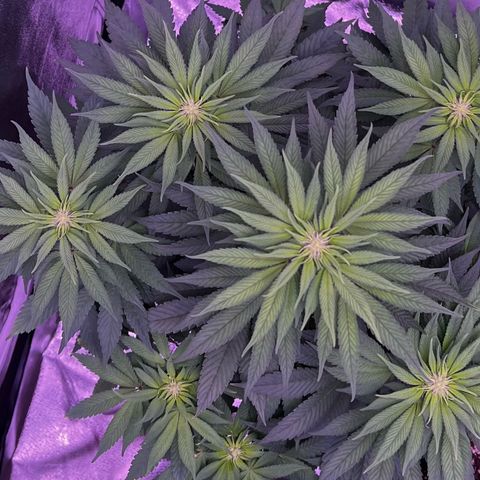 Watermelon RQS growlog photo: 3/4 gesund. 
Fehlversuche bei 1/4 