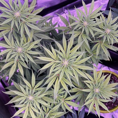 Watermelon RQS growlog photo: 3/4 gesund. 
Fehlversuche bei 1/4 