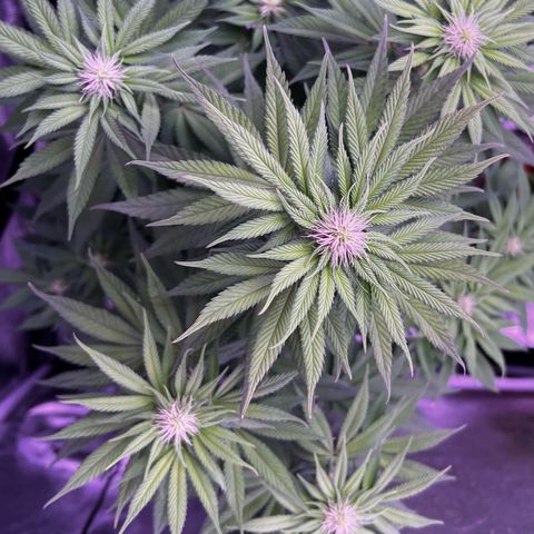 Watermelon RQS growlog timeline photo