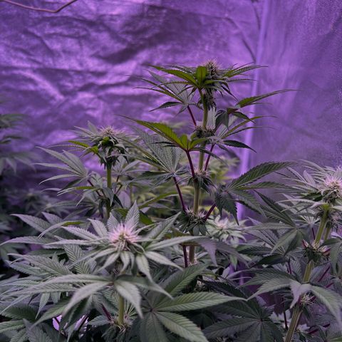 Watermelon RQS growlog timeline photo