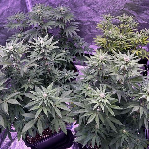 Watermelon RQS growlog timeline photo
