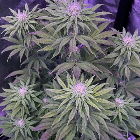 Watermelon RQS growlog timeline photo