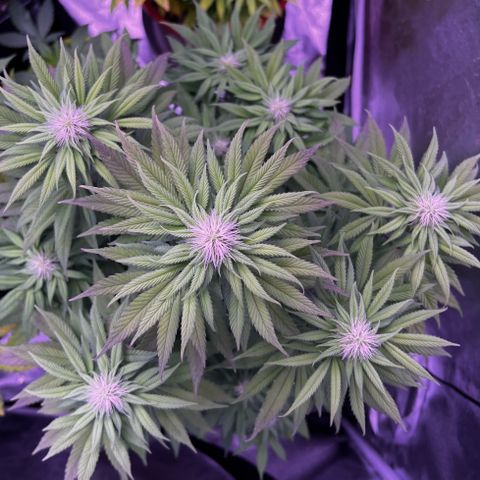 Watermelon RQS growlog timeline photo