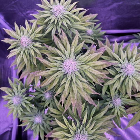 Watermelon RQS growlog timeline photo