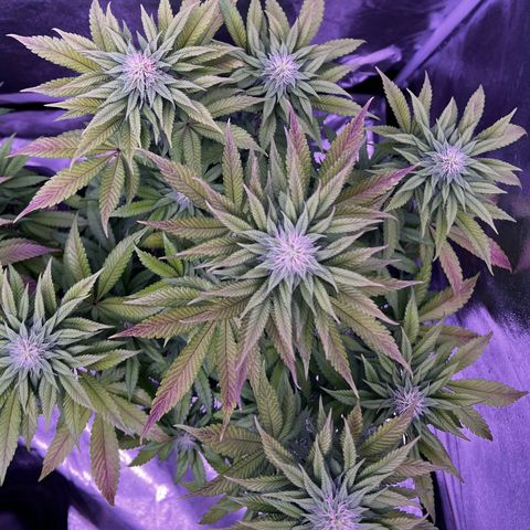 Watermelon RQS growlog timeline photo