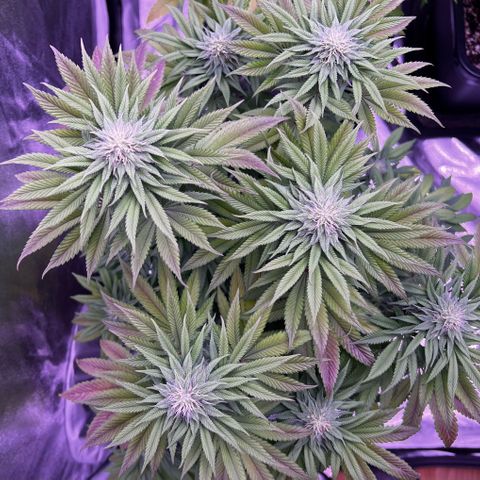 Watermelon RQS growlog timeline photo
