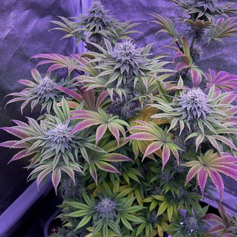 Watermelon RQS growlog timeline photo