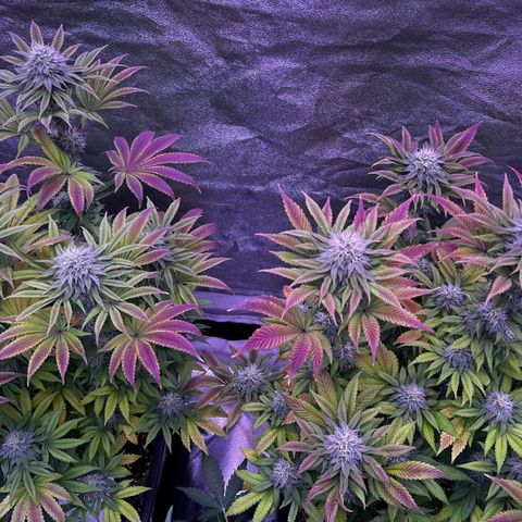 Watermelon RQS growlog timeline photo