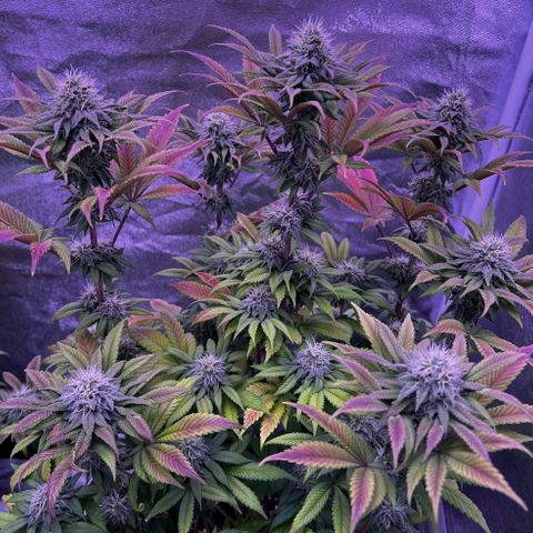 Watermelon RQS growlog timeline photo