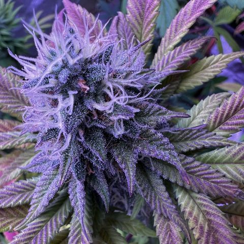 Watermelon RQS growlog timeline photo