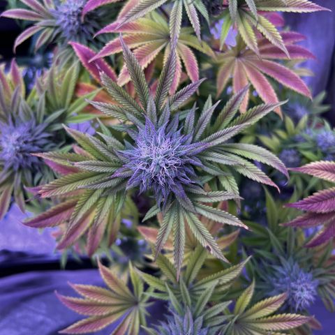 Watermelon RQS growlog timeline photo