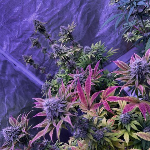 Watermelon RQS growlog timeline photo