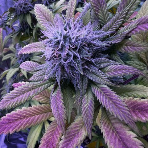Watermelon RQS growlog timeline photo