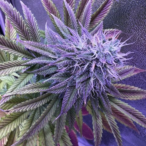 Watermelon RQS growlog timeline photo