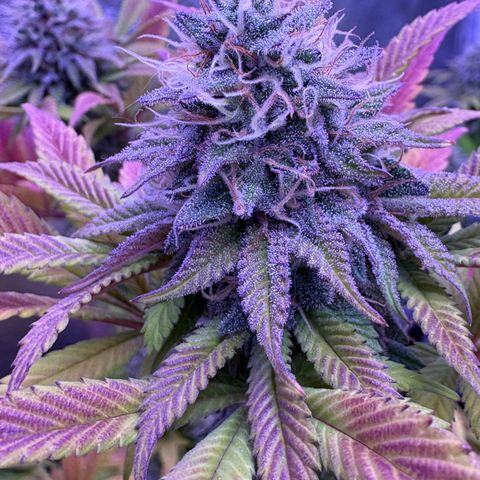 Watermelon RQS growlog timeline photo