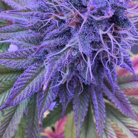 Watermelon RQS growlog timeline photo