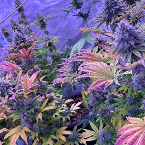 Watermelon RQS growlog timeline photo