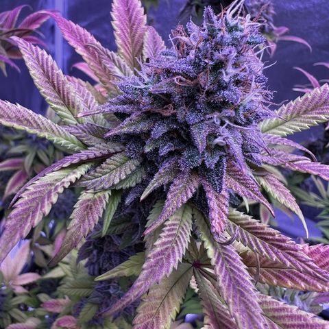 Watermelon RQS growlog timeline photo