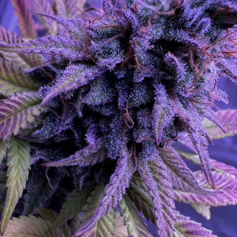 Watermelon RQS growlog timeline photo
