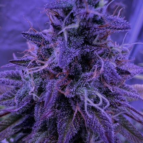 Watermelon RQS growlog timeline photo