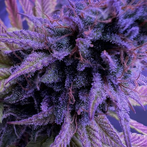 Watermelon RQS growlog timeline photo