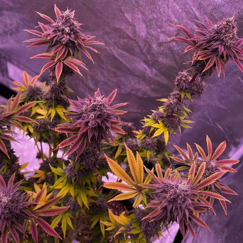 Watermelon RQS growlog timeline photo