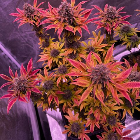 Watermelon RQS growlog timeline photo
