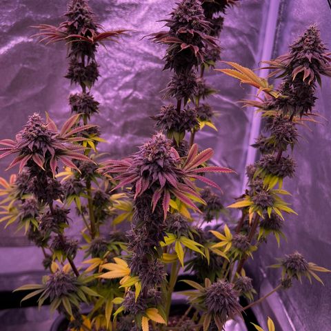 Watermelon RQS growlog timeline photo
