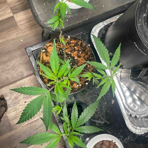 Tripie4 growlog timeline photo