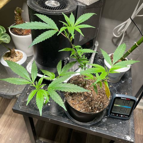 Tripie4 growlog photo:  Accidentally snapped off one of the terminal heads . But for the greater good