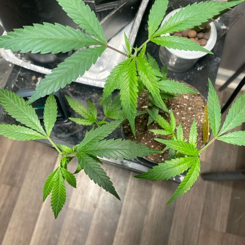 Tripie4 growlog timeline photo
